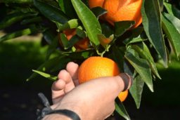 Un fruit au caractère bien corsé