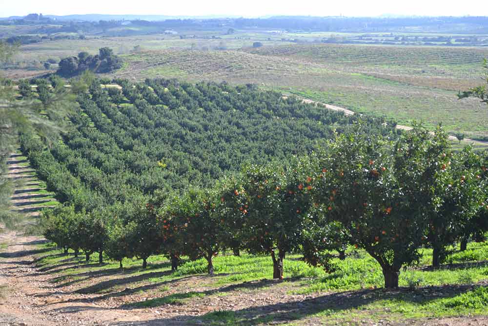 Vergers arbres fruitiers clémentines