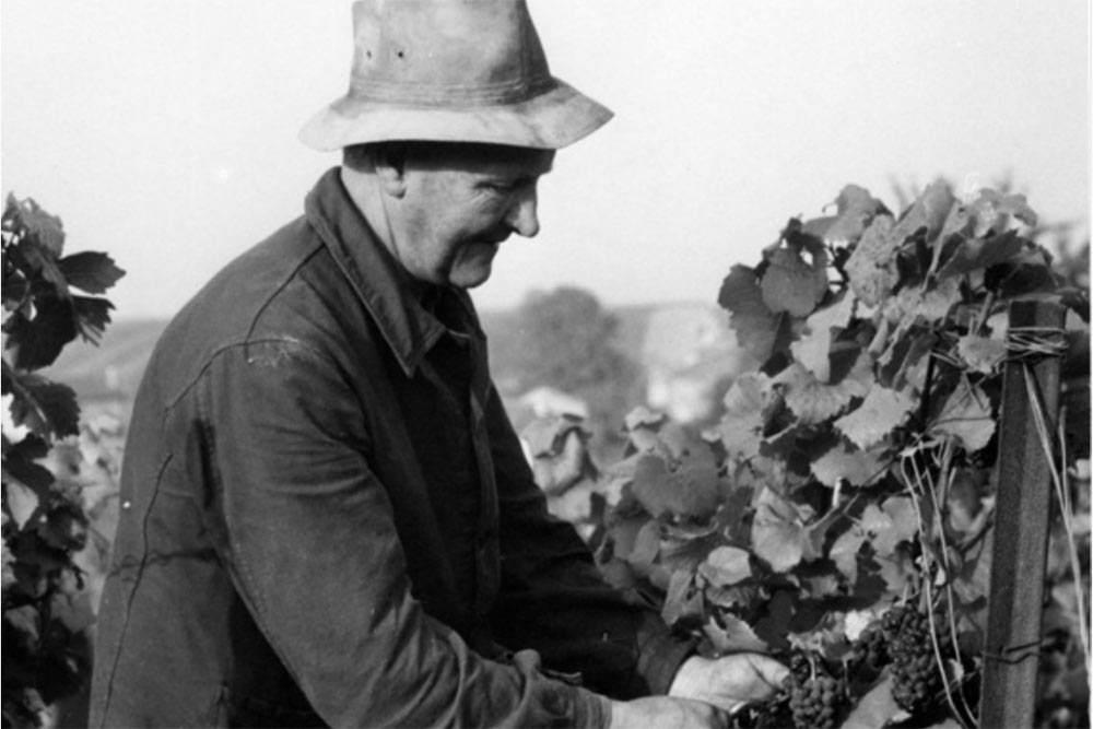 Victor Canard récolte les grappes de raisins