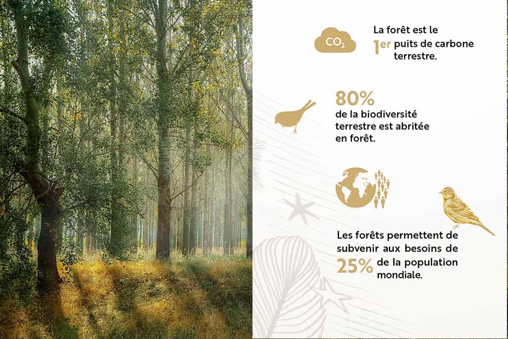 La Biodiversité des Forêts - la reforestation en fait partie