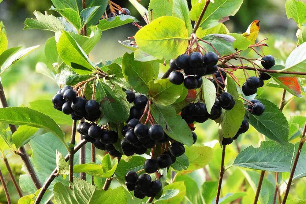 Système immunitaire - La Baie d'Aronia est bonne pour lui