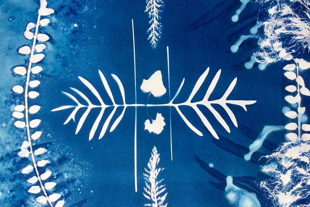 Le Cyanotype permet d'immortaliser la nature