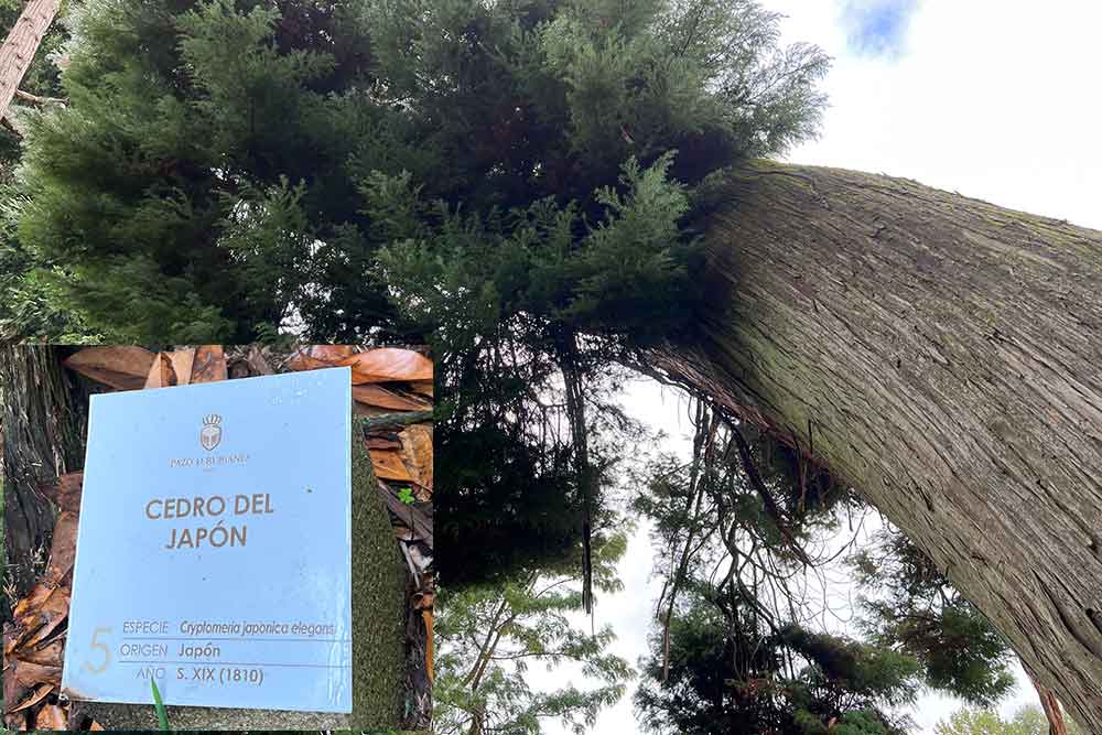 Un cèdre du Japon qui se penche comme pour venir vous saluer