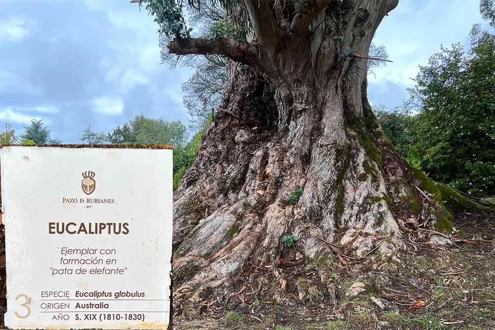 Un Eucalyptus impressionant par la taille de son tronc et sa hauteur