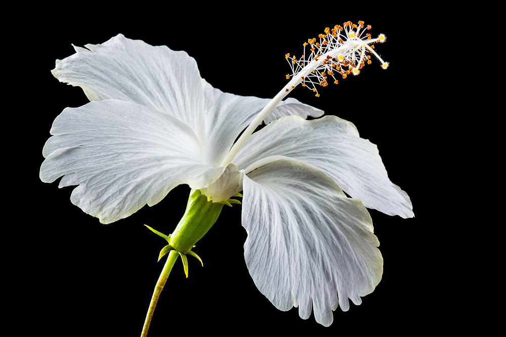Les Essentiels Beauté - Fleurs Blanches d'Hibiscus