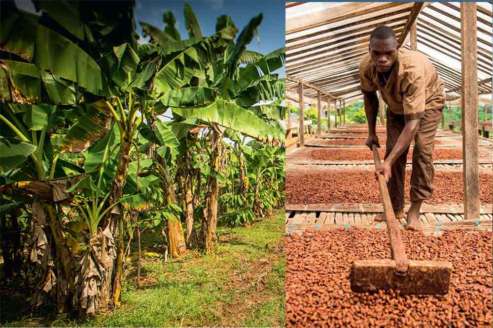 Transparence Cacao