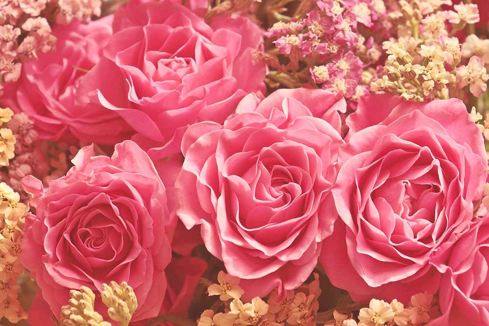 Des belles roses pour les parfumeurs