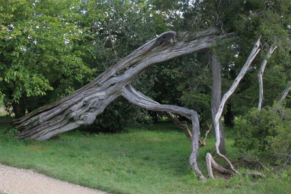 Un arbre admirable