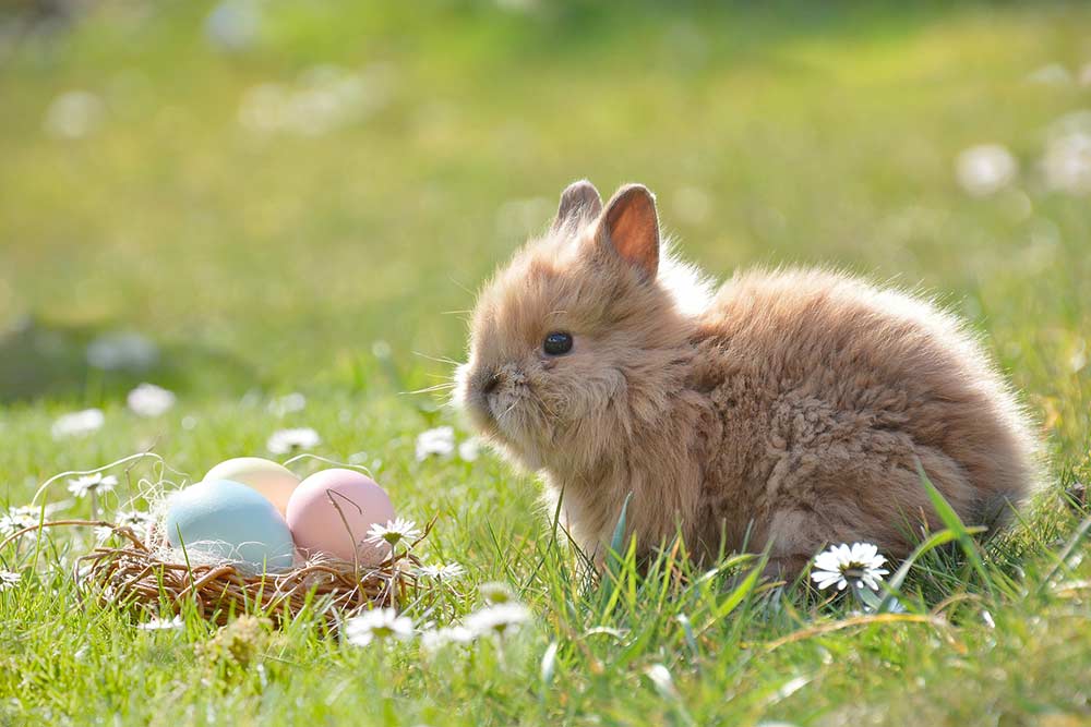 Le lapin, un des symboles de Pâques
