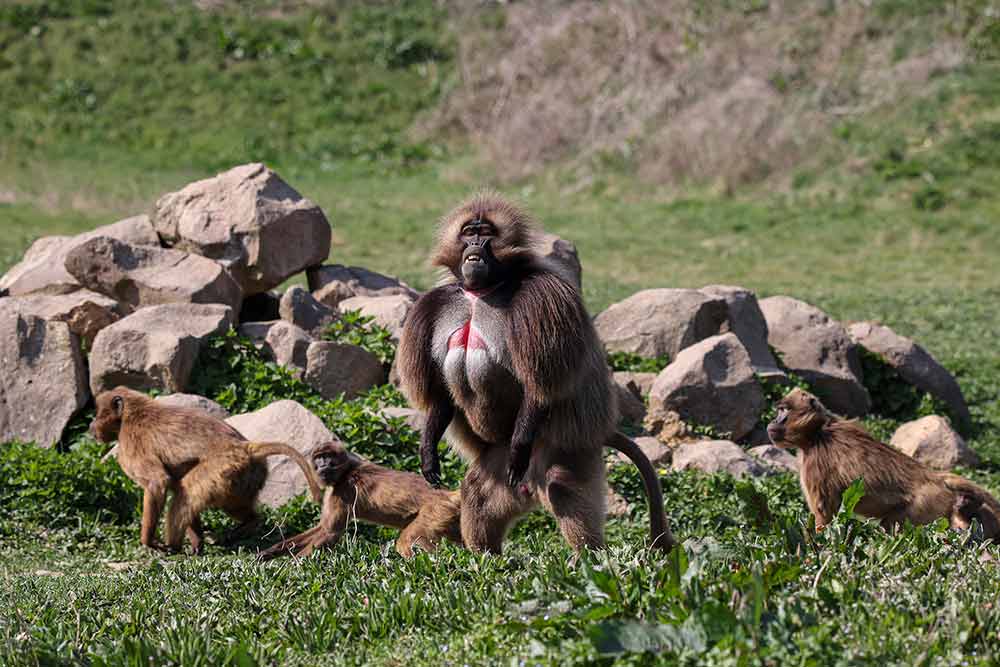 Les Parcs de Lumigny - des singes qui regardent le public