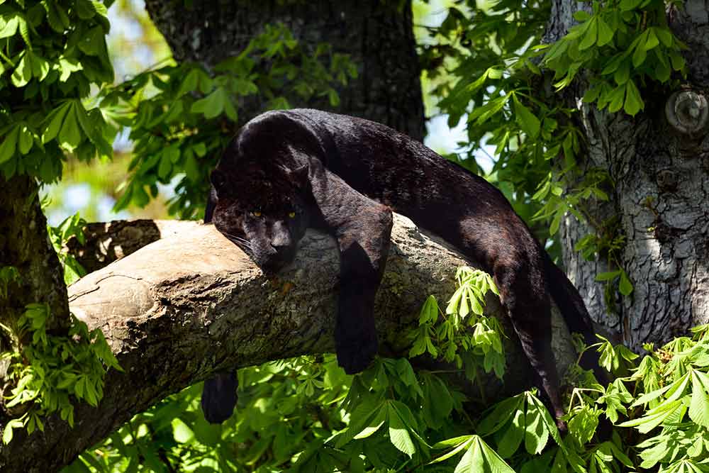 Un guépard perché sur un arbre