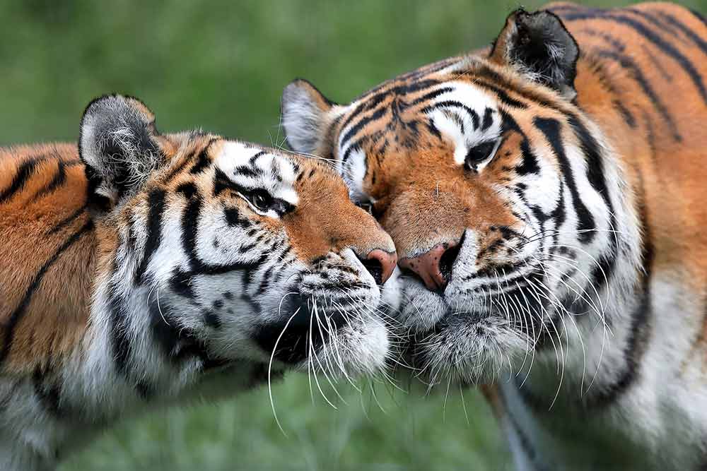 Deux magnifiques tigres de Sibérie 