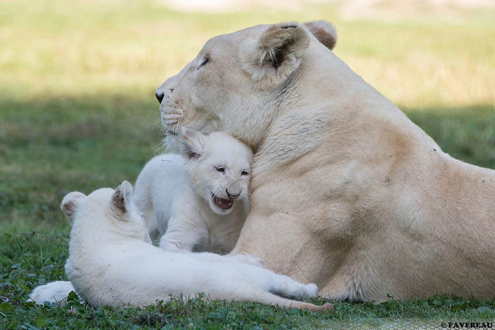 Les Parcs de Lumigny - des lions blancs