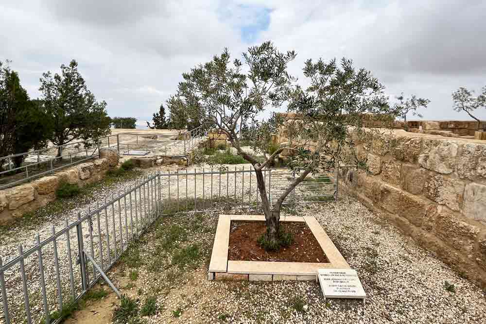 Pétra - L’olivier planté par Jean Paul II lors de sa visite, il y a vingt-quatre ans