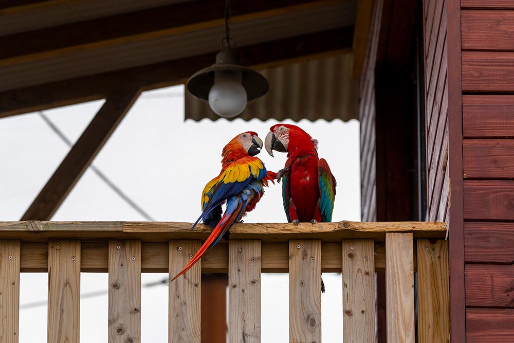 Les perroquets vivent en liberté dans l'immense volière de 10 000 m2