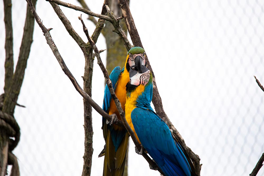 Parc animalier immersif - Parrot World abrite des perroquets magnifiques