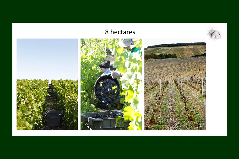 Huit hectares de vignes