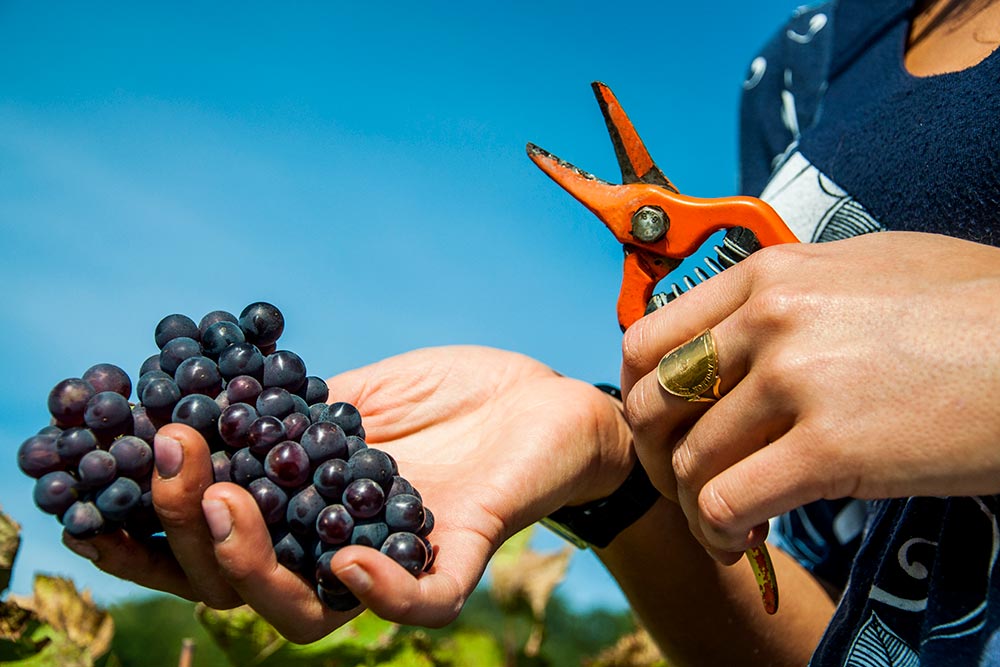 Champagne des vignerons - des récoltes à l'ancienne pour préserver la qualité du raisin