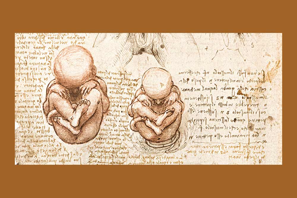 Clos Lucé - Le fœtus dans la matrice (détail), Windsor, The Royal Collection (fac-similé)