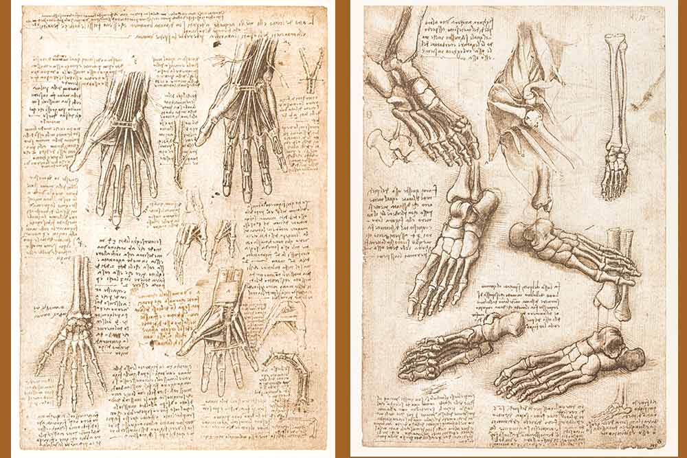 Les os, muscles et tendons de la main. Les os du pied et de l’épaule. Windsor,The Royal Collection 