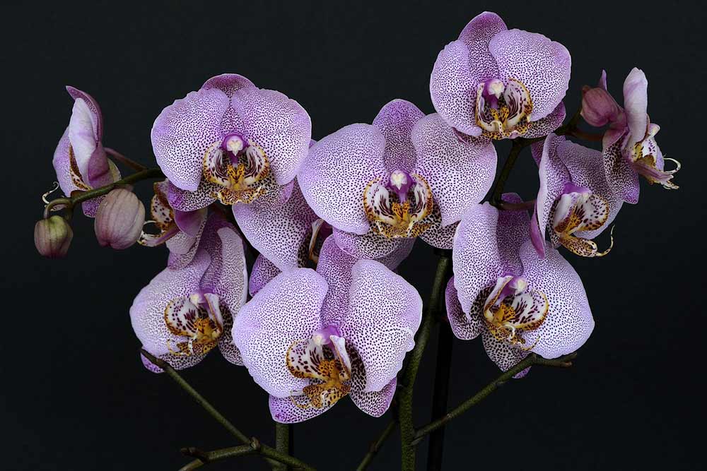 Orchidée - une magnifique fleur aux multiples propriétés