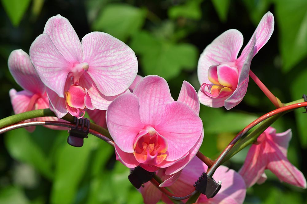 Orchidée - une magnifique fleur aux multiples propriétés