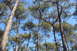 Pin maritime des Landes - son écorce a des bienfaits sur la peau