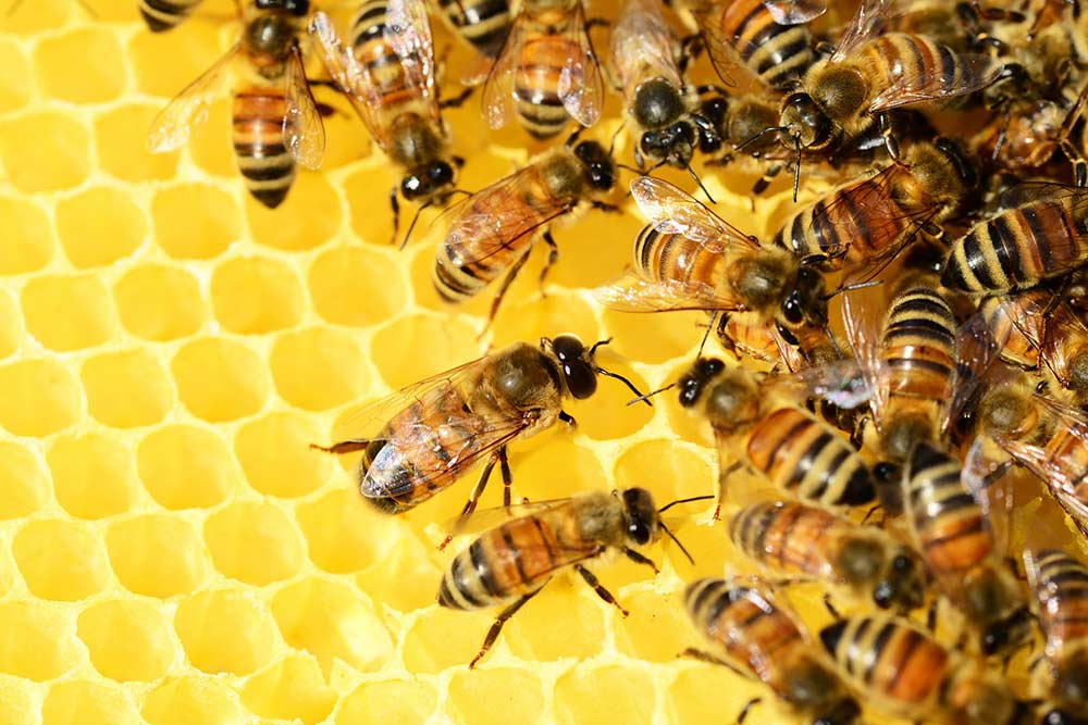Miel - Les abeilles fabriquent le miel avec le nectar des fleurs