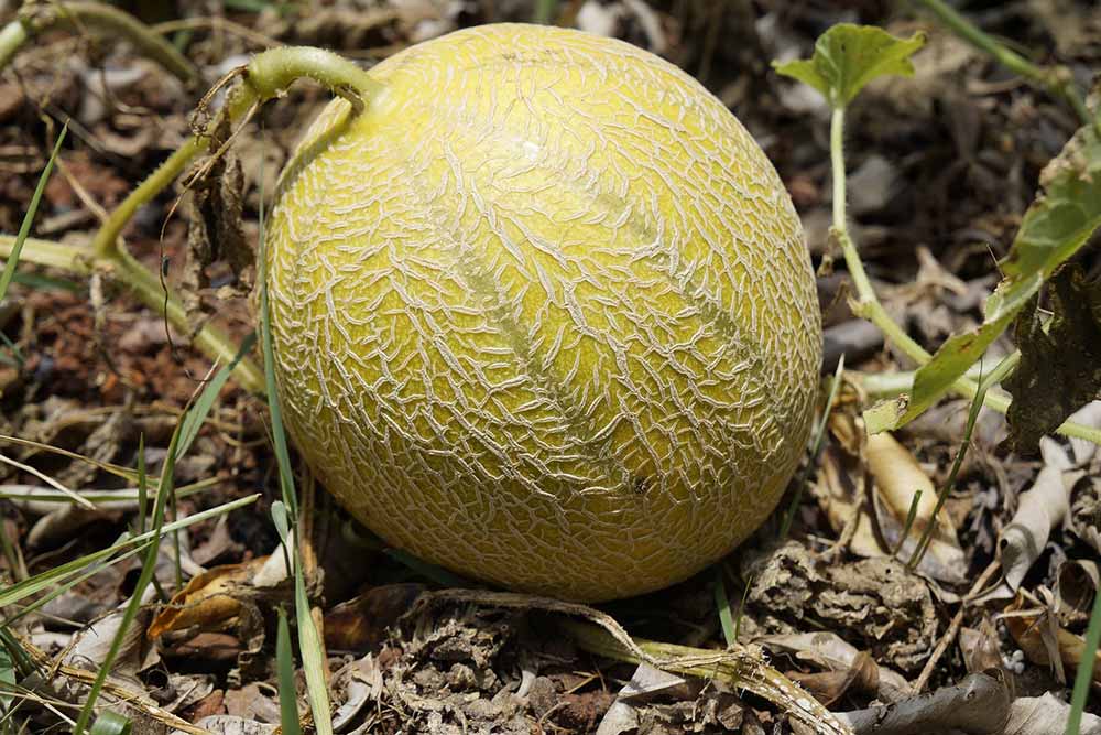 SOD : Melon cantaloup de Provence