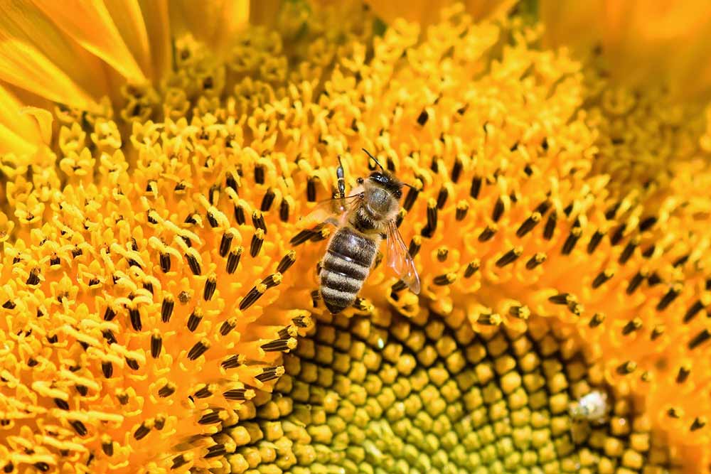 Une abeille qui butine les fleurs
