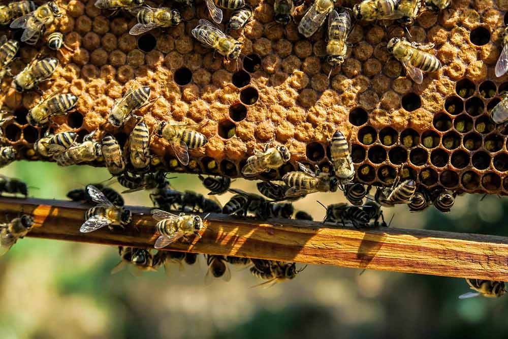 des abeilles au travail dans la ruche
