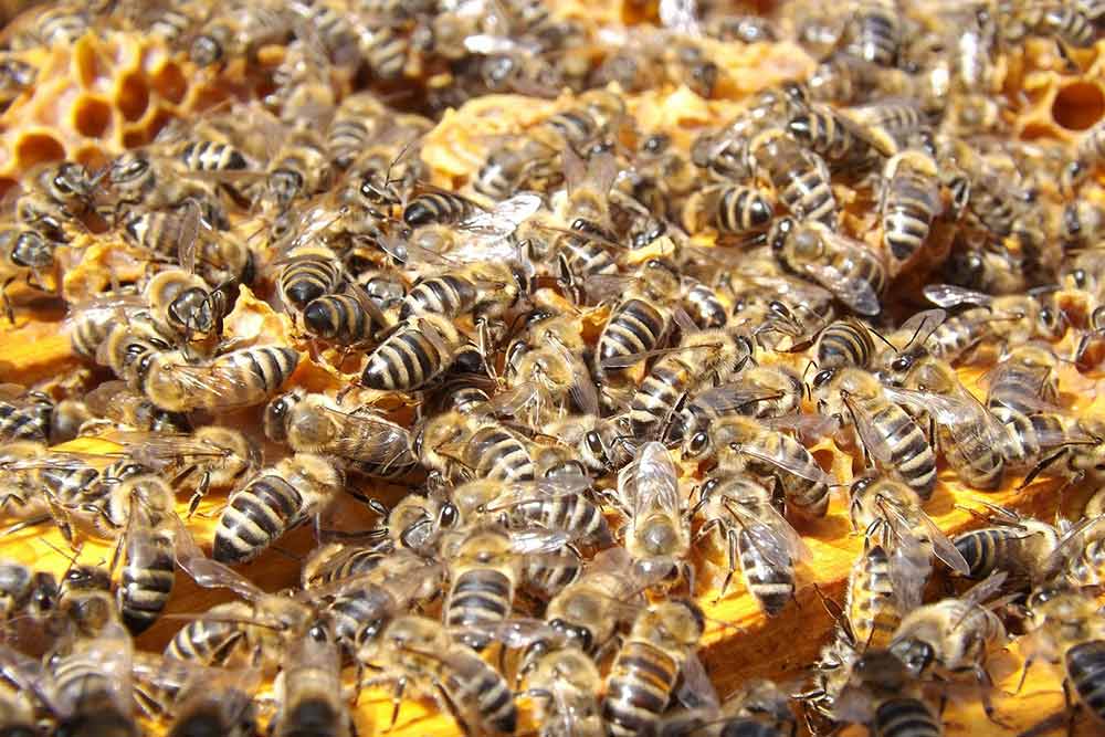Abellie- des abeilles au travail dans la ruche