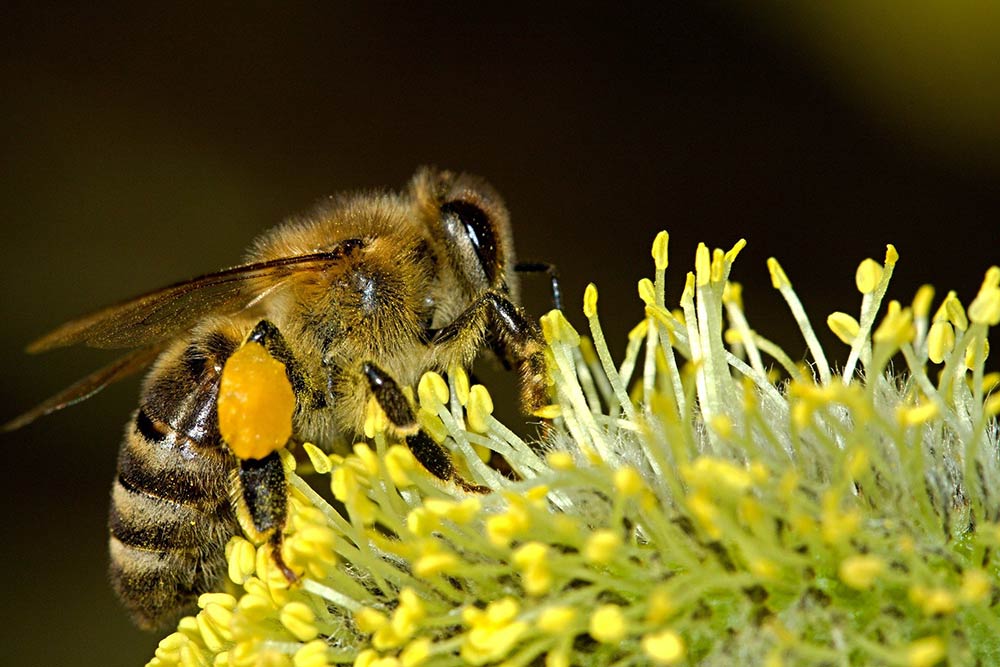 Les abeilles butines les fleurs pour pouvoir faire du miel