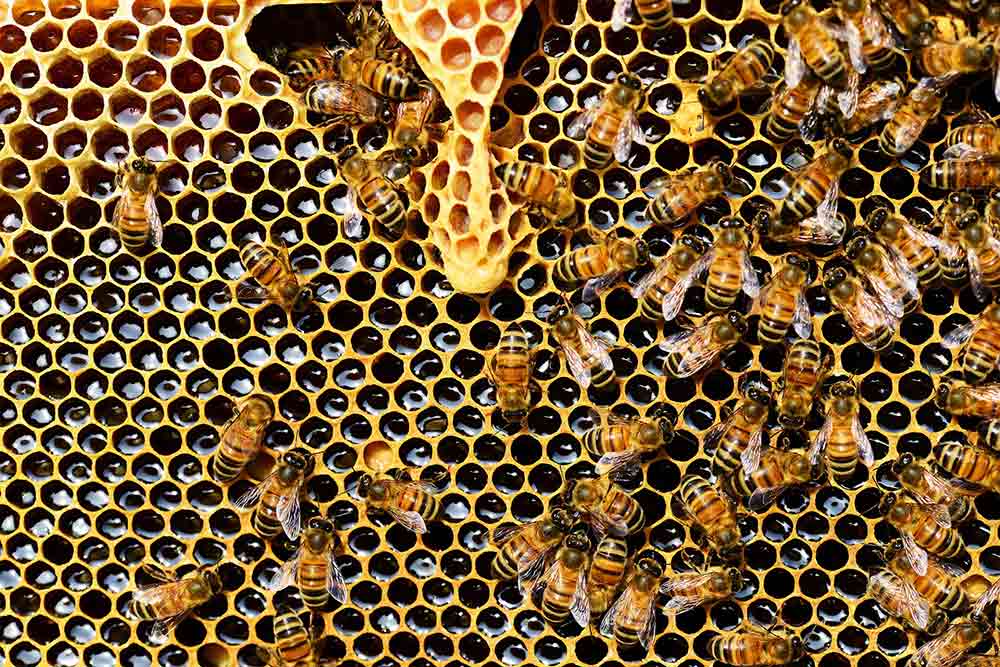 Les abeilles à l'ouvrage dans la ruche