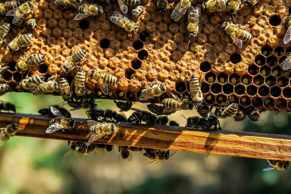 Les abeilles fabriquent le miel.