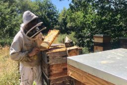 Ampoules BIO Gelée Royale 4000 mg fabriquées avec du miel de qualité.