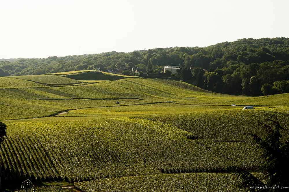 Maison Canard-Duchêne - Le Domaine Canard-Duchêne s’étend au coeur des vignobles et de la nature rémoise dans le petit village de Ludes (Premier Cru).