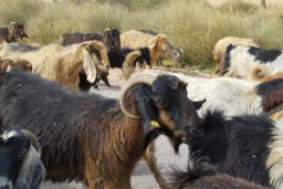 Des nomades conduisent leurs chèvres à proximité de la petite Pétra.
