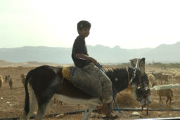 Wadi Rum - Un enfant sur son âne accompagne son troupeau.