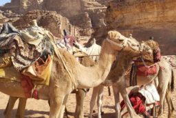 Même s’ils rarement utilisés pour transporter des marchandises, les dromadaires restent très présents dans la vie des six tribus bédouines (Zalabia, Zaweideh, Sweilhieen, Omran, Gedman et Dbour) vivant dans le Wadi Rum.
