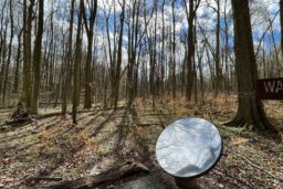 Miroir reflétant les arbres et le ciel (parc national du Hainich)