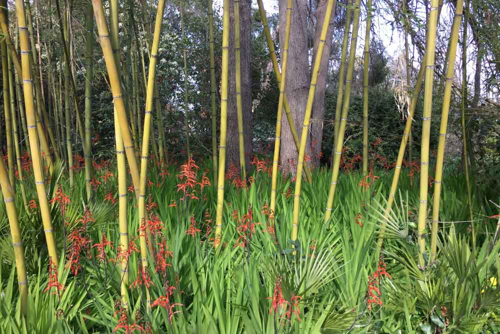 Antibes - Bambous et fleurs printanières au jardin Thuret