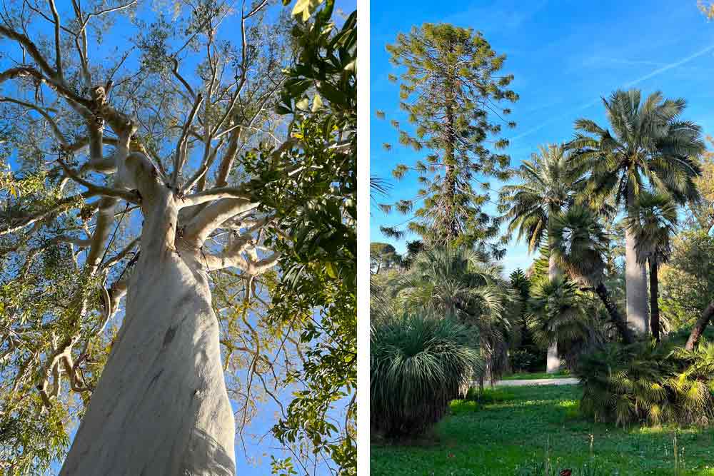 Eucalyptus dorrigoensis, Australie. A droite, palmiers et Araucaria Bildwillii (Australie)