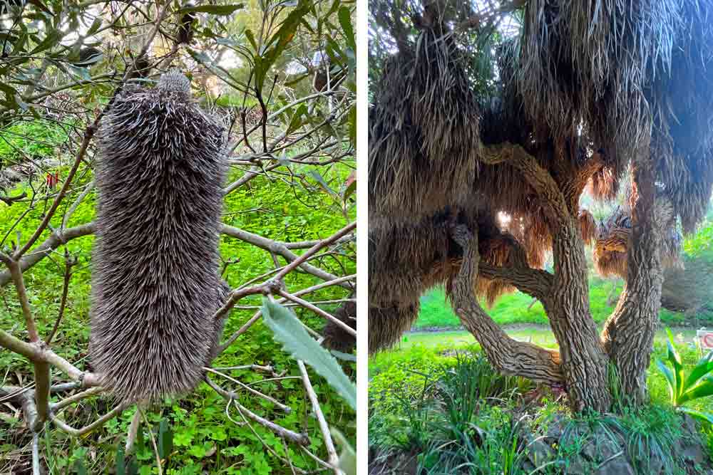 Banksia media (Angleterre, Australie). A droite, arbre Nolina Bigelovii