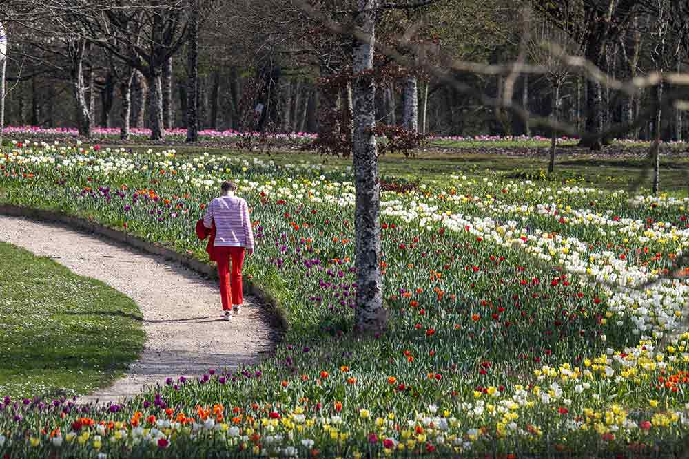 Des rubans de tulipes dans le parc du château de Cheverny…