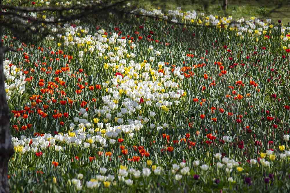 Château de Cheverny - Les tulipes s’épanouissent et resteront en fleur encore quelque temps !