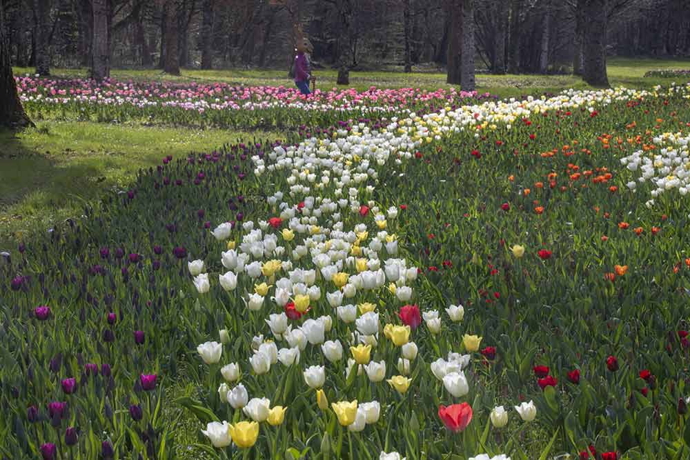 Le jardin des tulipes.
