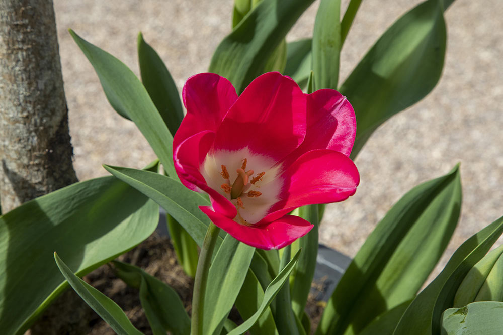 La très jolie tulipe Chantal Goya.
