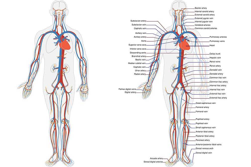 Circuit sanguin du corps humain.