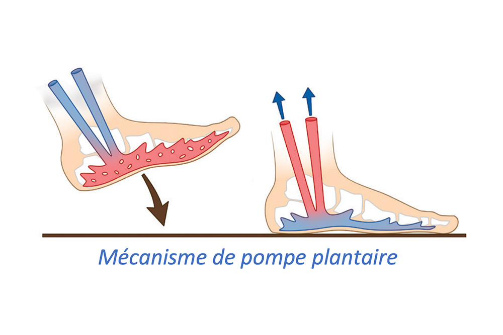 Les veines situées sous le pieds sont écrasées à chaque pas, de qui provoque la propulsion du sang vers le molet.